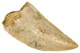 Serrated Raptor Tooth - Real Dinosaur Tooth #371469-1